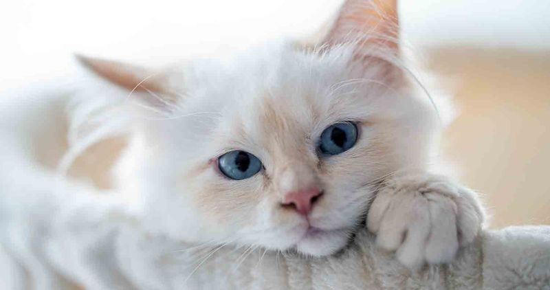 Birman