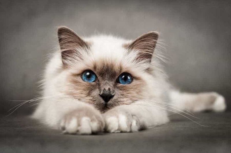 Birman