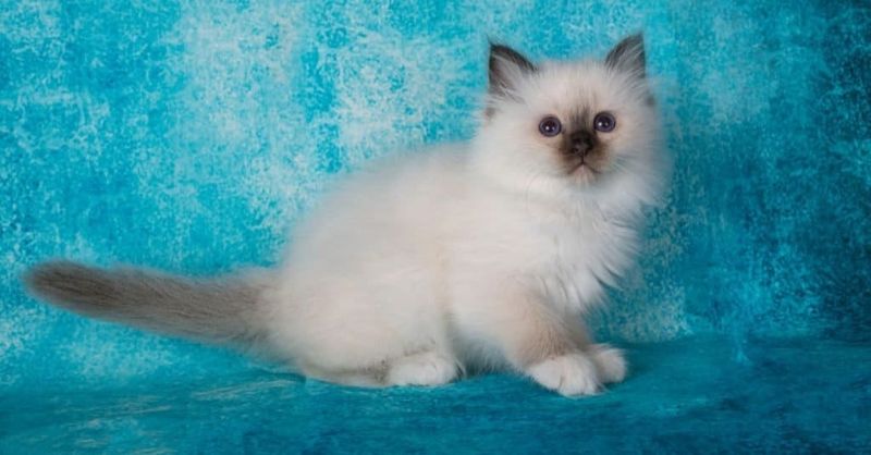 Birman