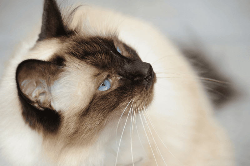 Birman