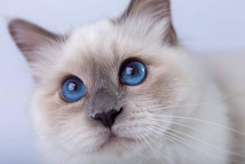 Birman