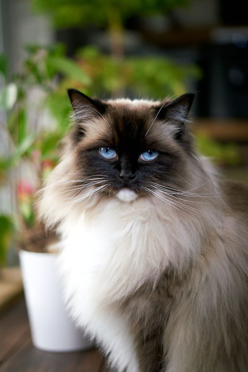 Birman