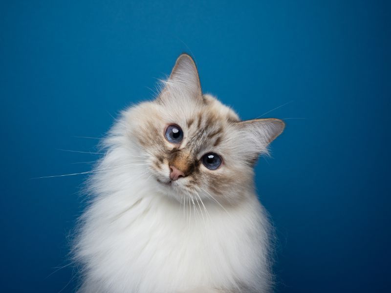 Birman