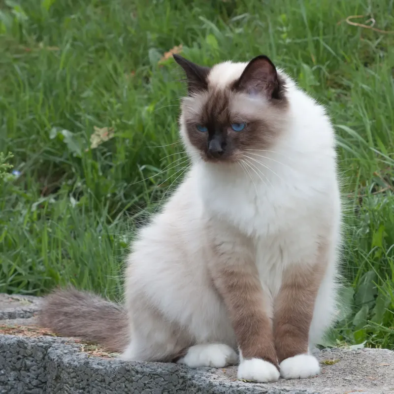 Birman