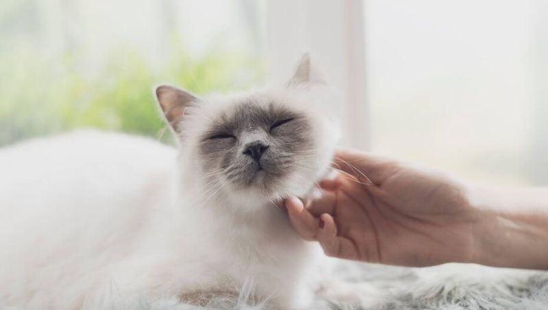 Birman