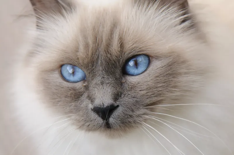 Birman