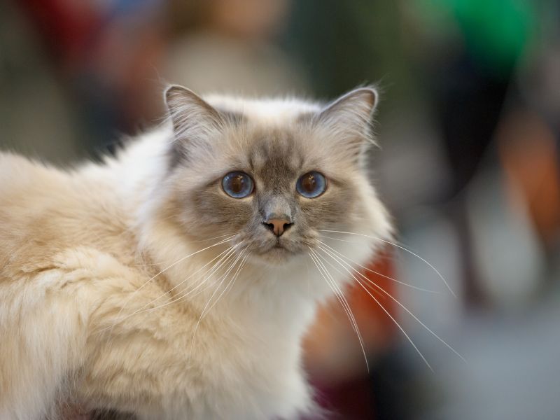 Birman