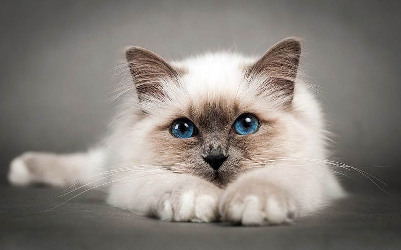 Birman