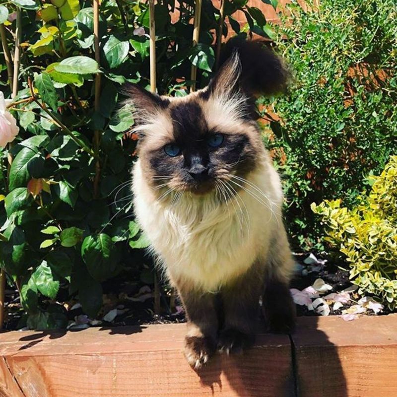 Birman