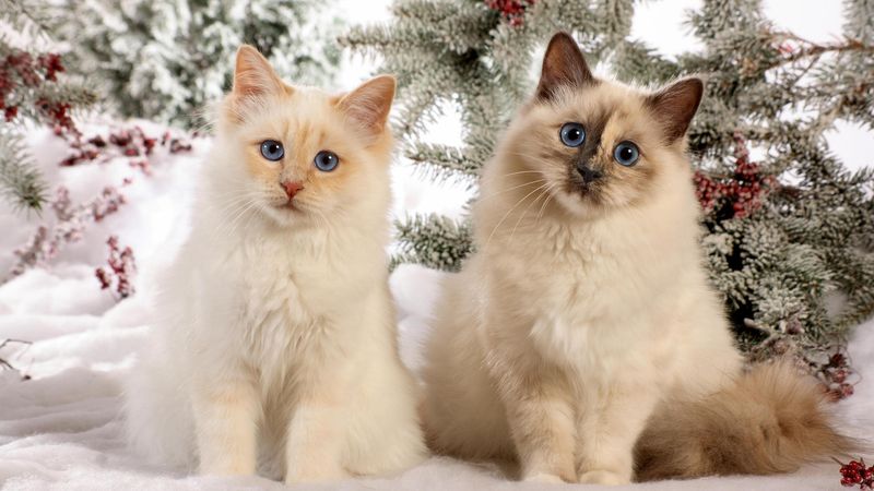 Birman