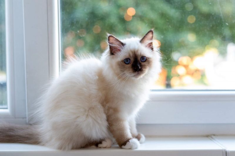 Birman
