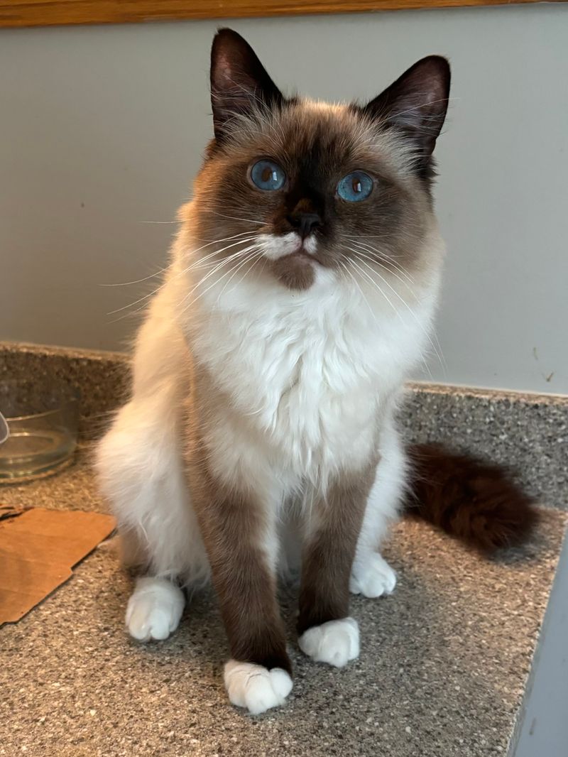 Birman