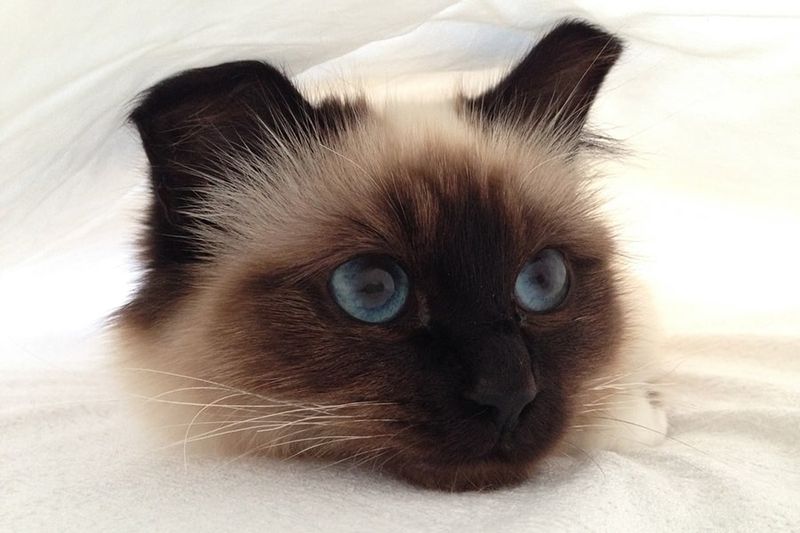 Birman