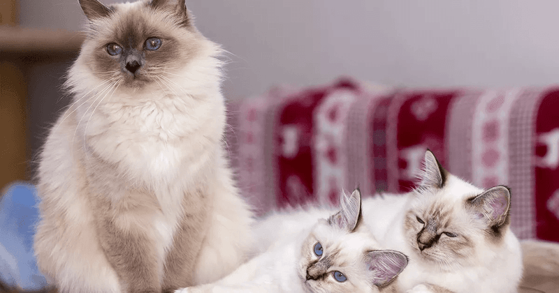 Birman