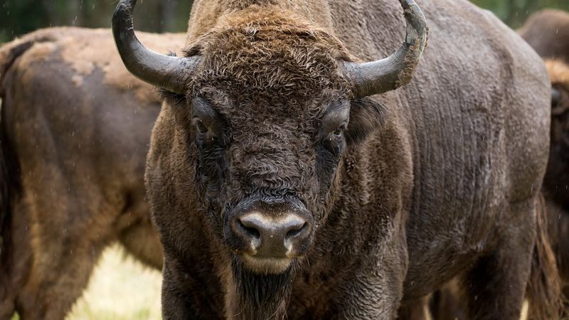 Bison