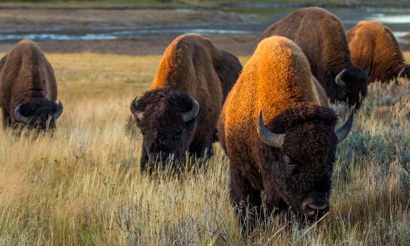 Bison (Bison bison)