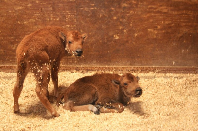 Bison Herds Protect All Calves