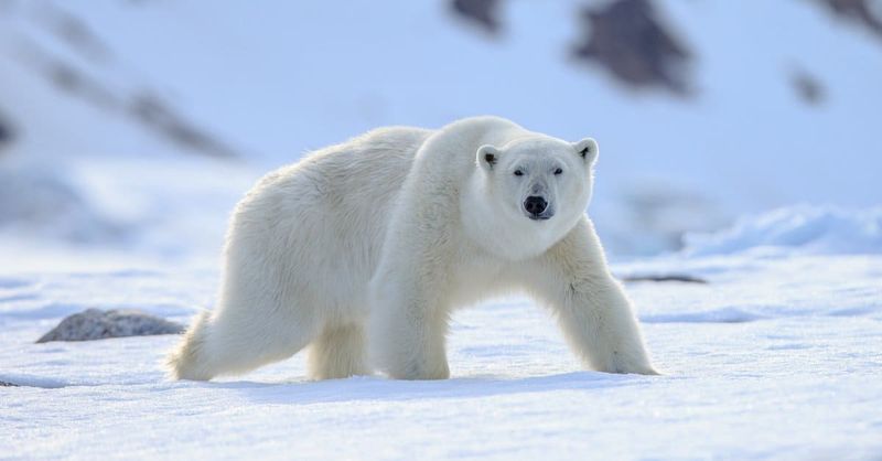 Polar Bears