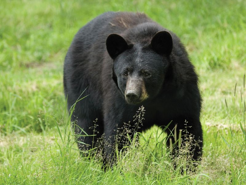 Black Bears