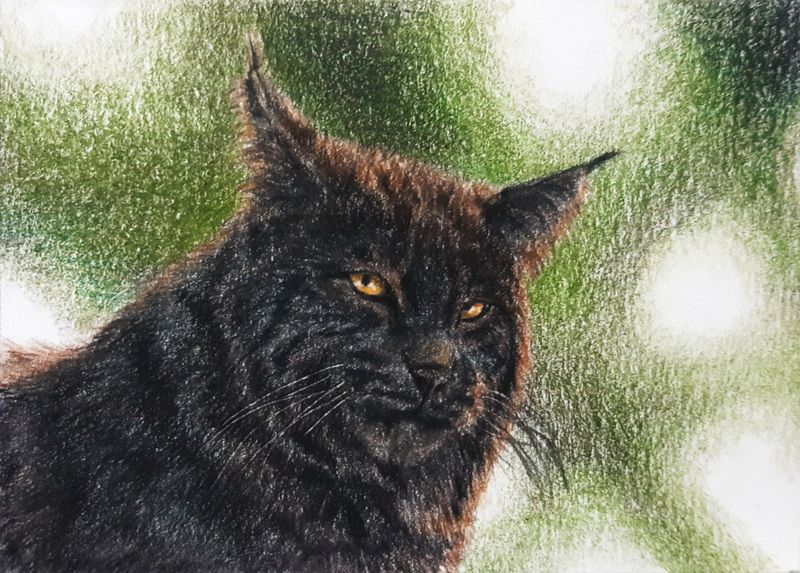 Black Bobcat