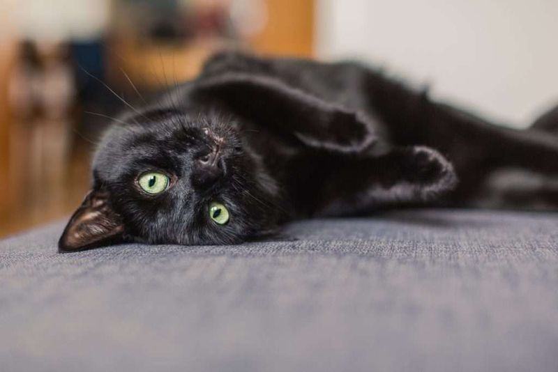 Black Cats Bring Bad Luck