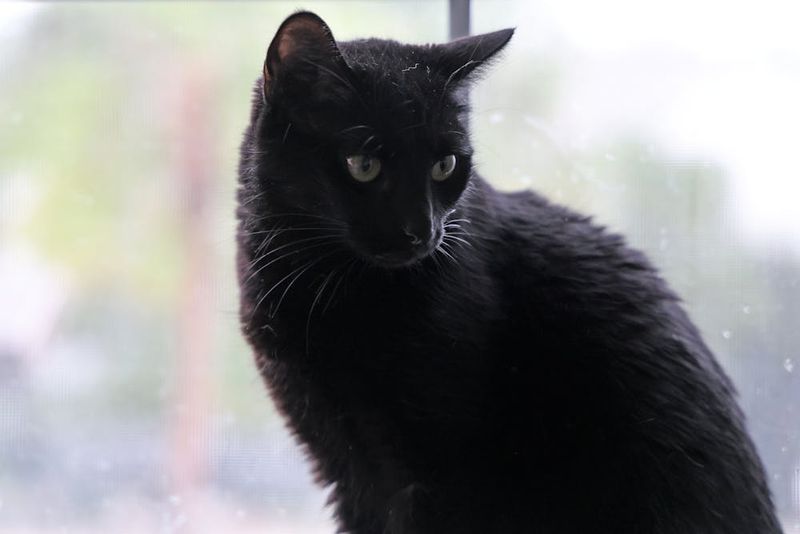 Black Cats Bring Bad Luck