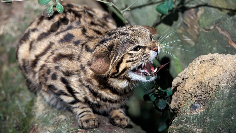 Black-Footed Cat