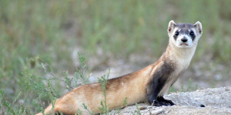Black-Footed Ferret (Mustela nigripes)