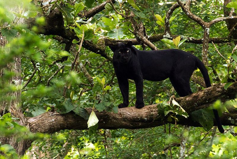 Black Panther: Shadow Sovereign