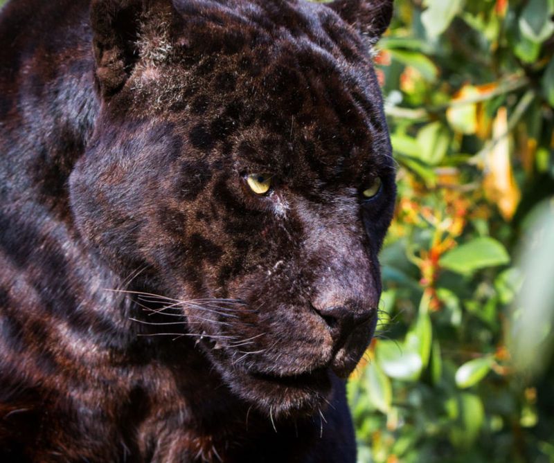 Black Panther