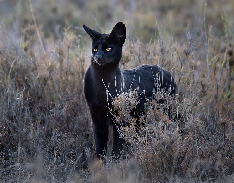 Black Serval