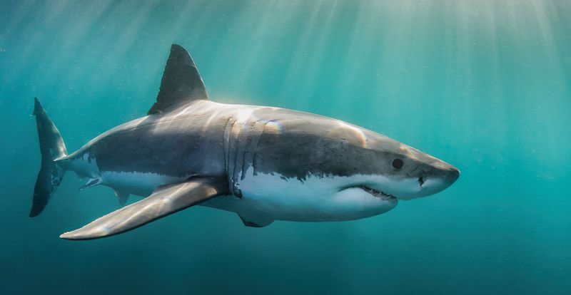 Great White Sharks