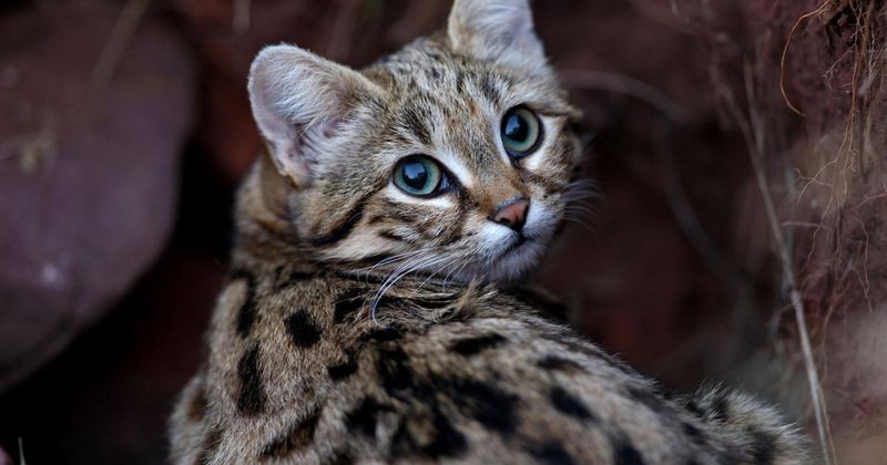 Black-footed Cat (Felis nigripes)