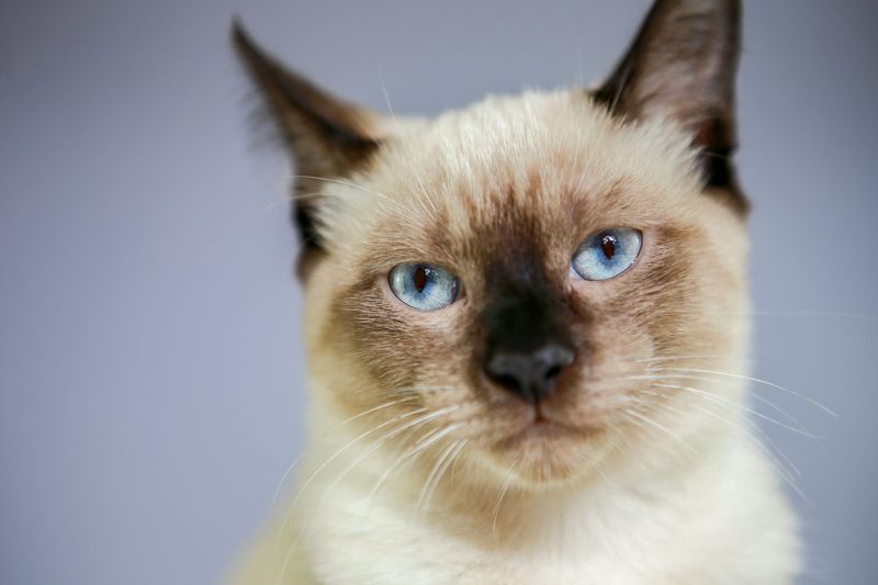 Blue Eyes That Mesmerize