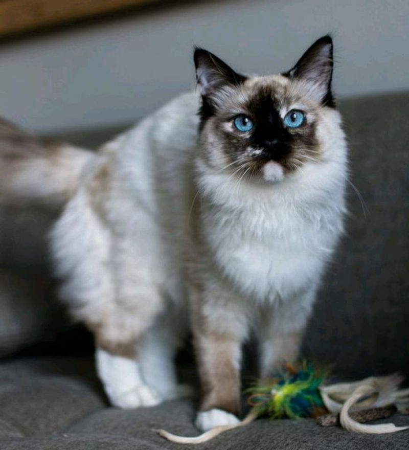Blue Eyes That Steal Hearts