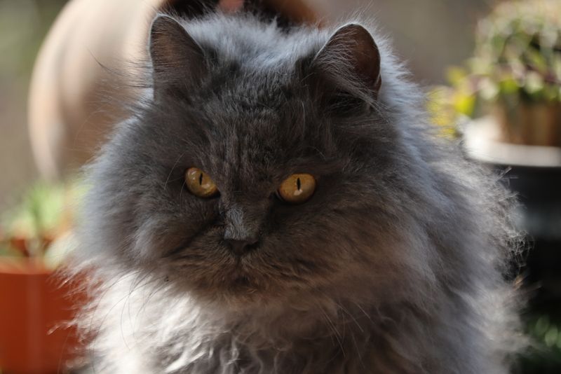Blue Persian: Sophisticated Slate Elegance