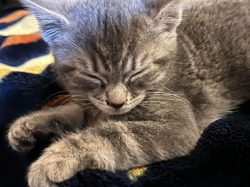 Blue Tabby
