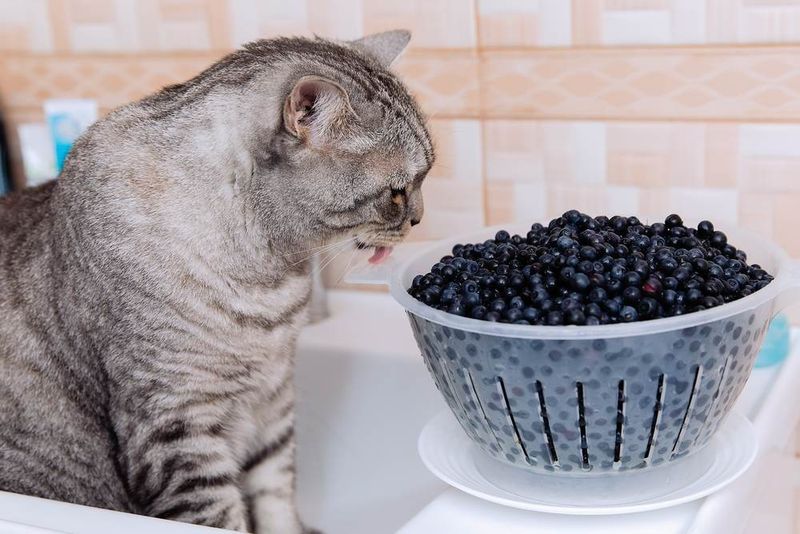 Blueberries