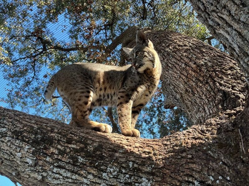 Bobcat