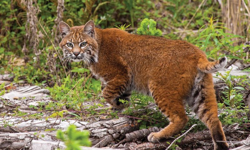 Bobcat