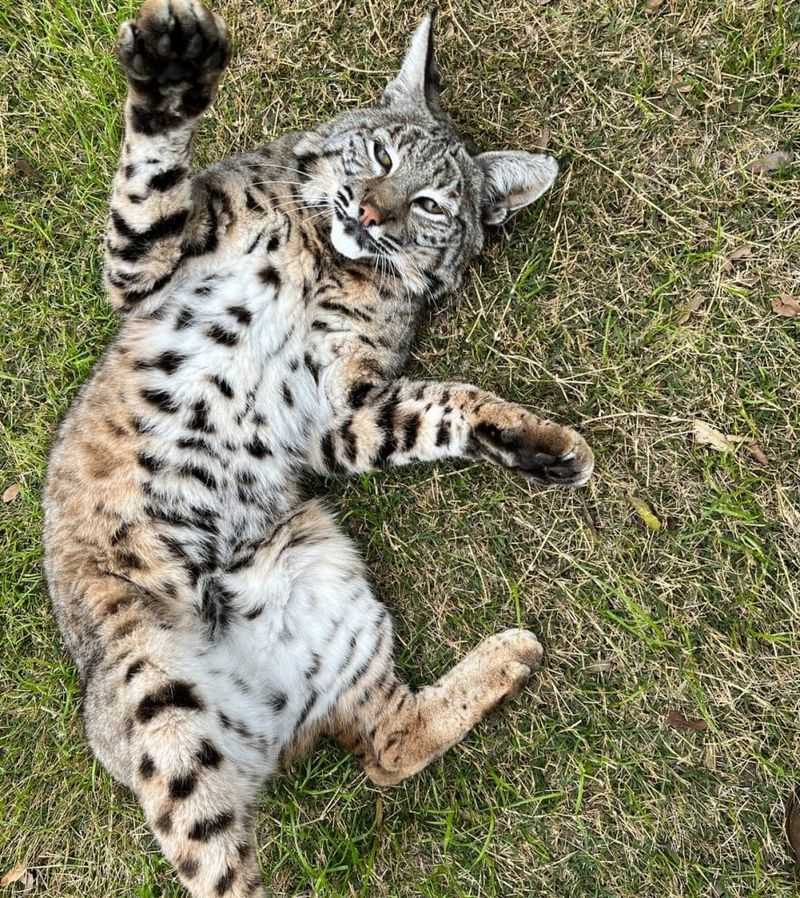 Bobcat