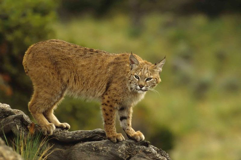 Bobcat