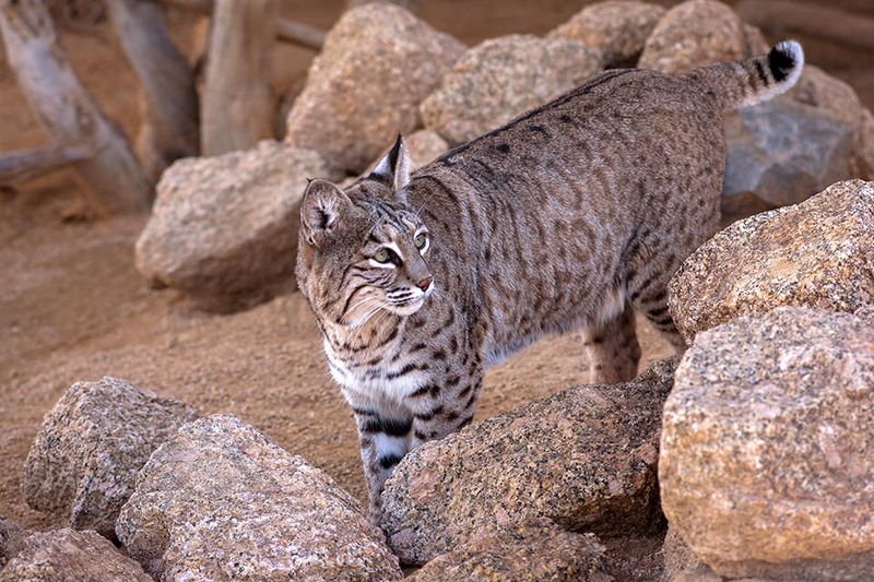Bobcat (Lynx rufus)