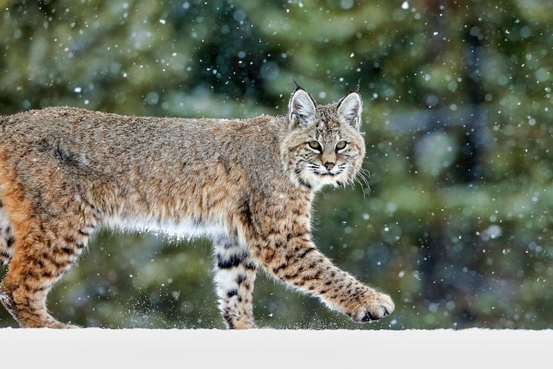 Bobcat (Lynx rufus)