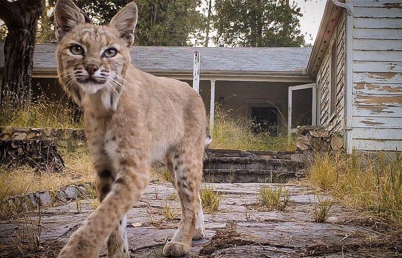 Bobcats
