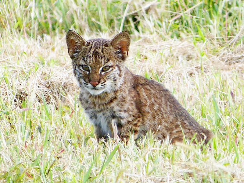 Bobcats