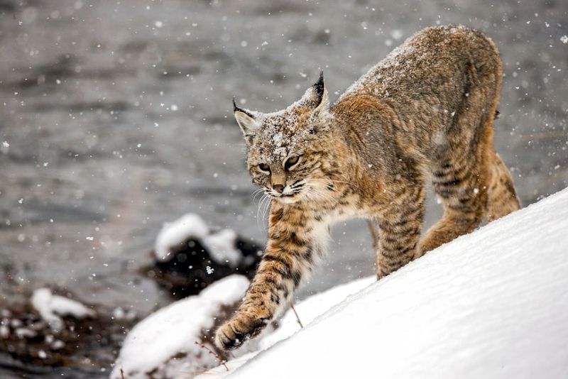 Bobcats (Lynx rufus) – North America