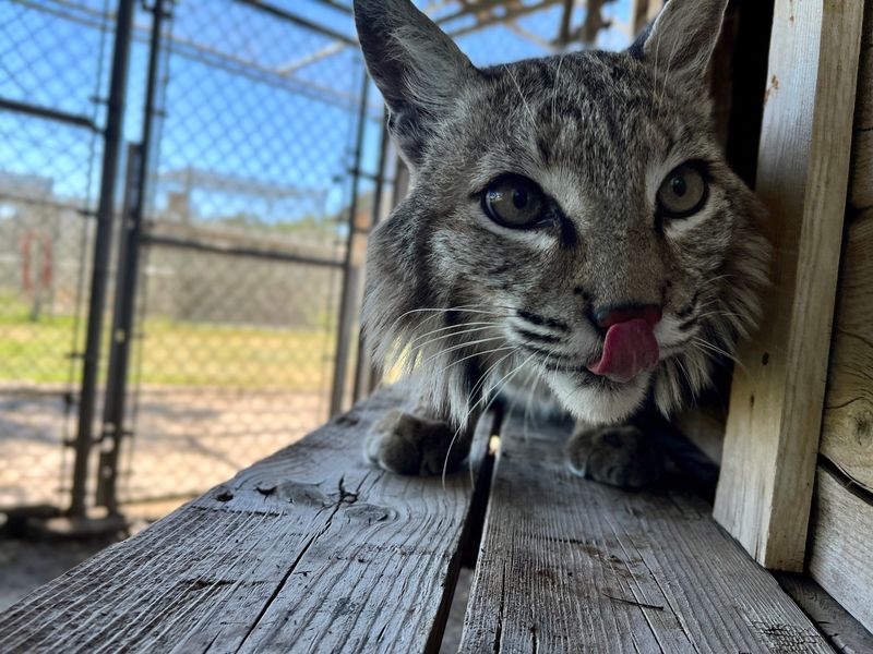Bobcats