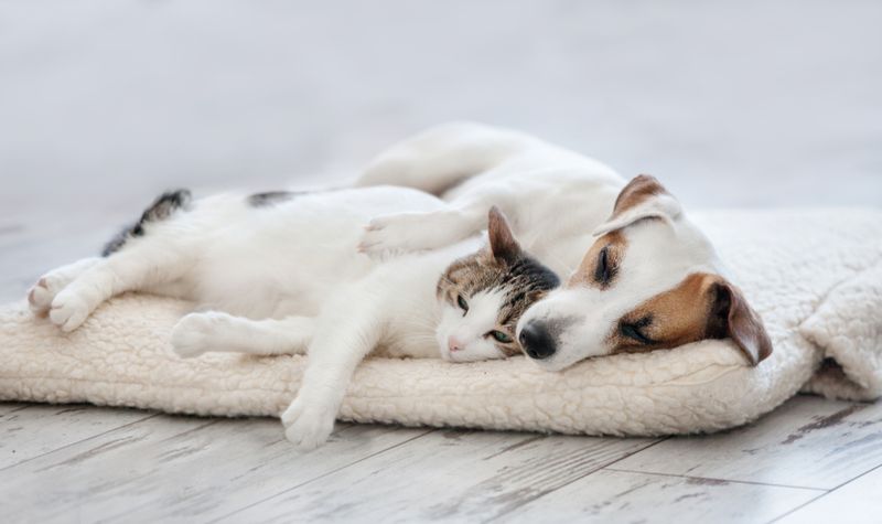 Bonding With Other Pets Deepens
