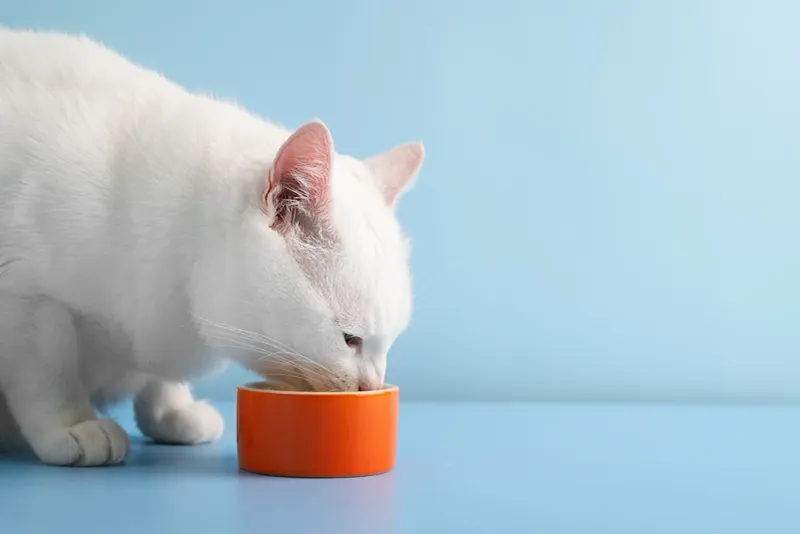 Bone Broth: Hydrating Delicacy